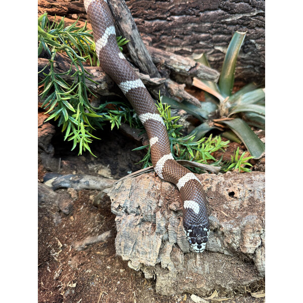 0.1 Banded California King Snake (Proven Breeder)