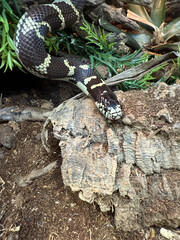 King Snakes - Pet Paradise