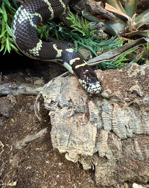 0.1 50/50 California King Snake Het Blue Eye Lavender