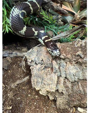  0.1 50/50 California King Snake Het Blue Eye Lavender