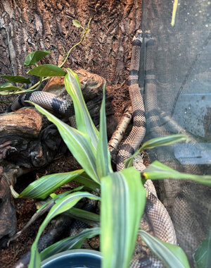  0.1 Anery Honduran Milk Snake (Sub-Adult)