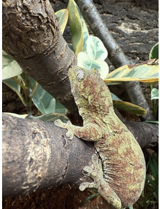 Pine Isle Chahoua Gecko