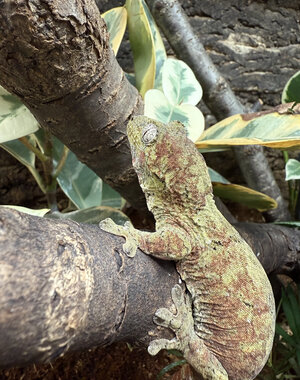  Pine Isle Chahoua Gecko