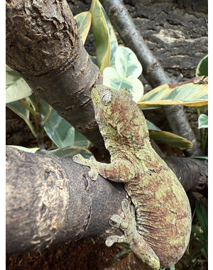 Pine Isle Chahoua Gecko
