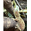 Pine Isle Chahoua Gecko