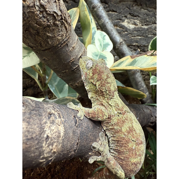 Pine Isle Chahoua Gecko