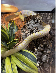  Albino King Rat Snake