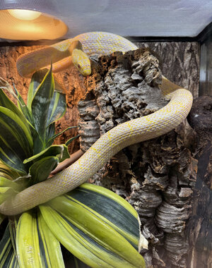  Albino King Rat Snake (Female)