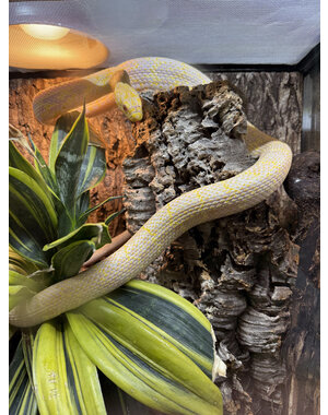  Albino King Rat Snake