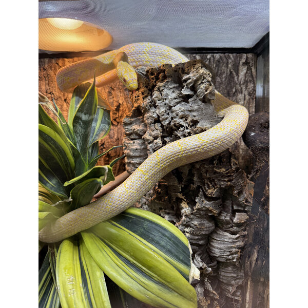 Albino King Rat Snake