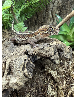  Pictus Gecko