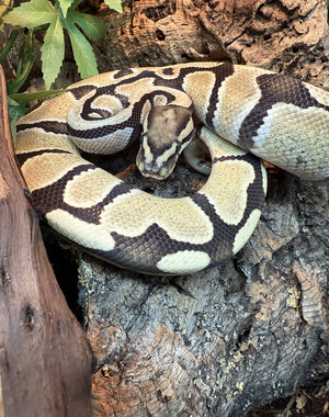 1.0 Desert Ghost het Clown