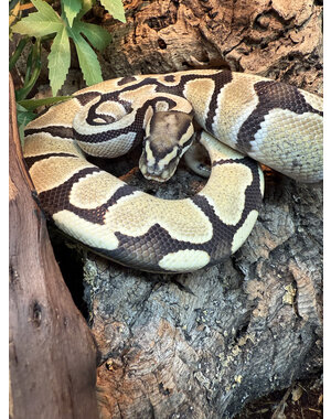  1.0 Desert Ghost het Clown