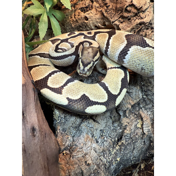 1.0 Desert Ghost het Clown