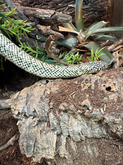 King Snakes - Pet Paradise