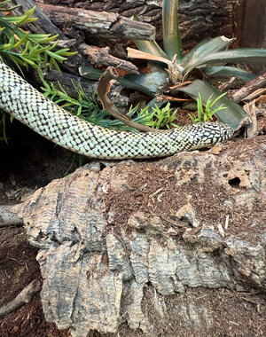 0.1 Hypo Florida King Snake (Proven Breeder)