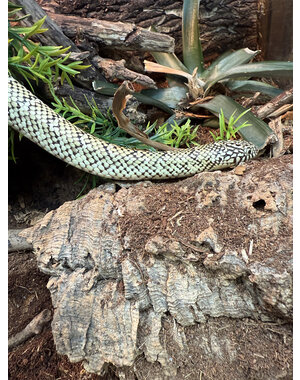  0.1 Hypo Florida King Snake (Proven Breeder)