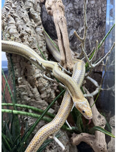  0.1 Hypo Yellow Rat Snake (Proven Breeder)