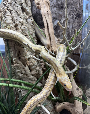  0.1 Hypo Yellow Rat Snake (Proven Breeder)