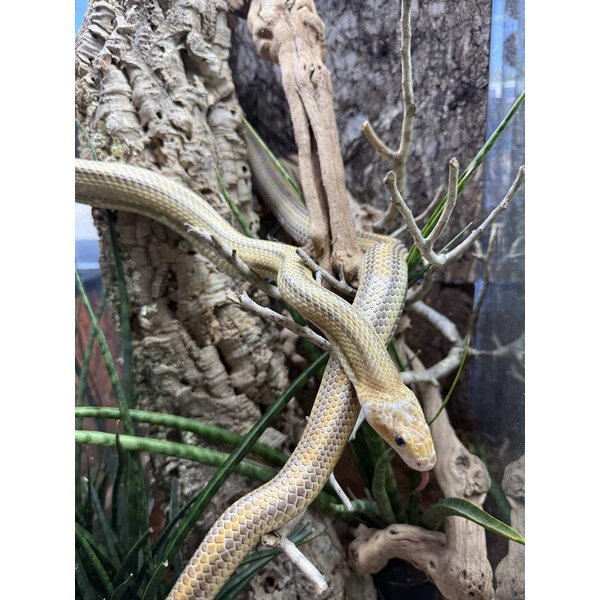 0.1 Hypo Yellow Rat Snake (Proven Breeder)