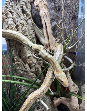  1.0 Hypo Yellow Rat Snake (Proven Breeder)