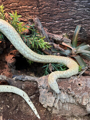 King Snakes - Pet Paradise