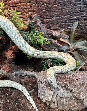 1.0 Fengya Flame Het Hypo (Proven Breeder)