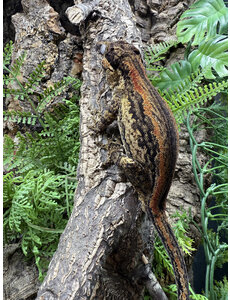 1.0 Gargoyle Gecko (Red Stripe)