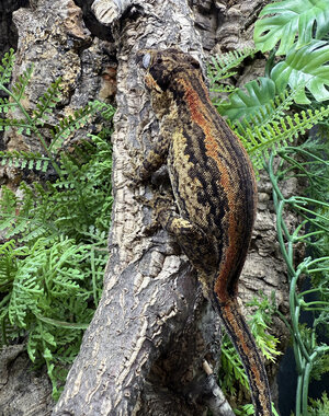  1.0 Gargoyle Gecko (Red Stripe)