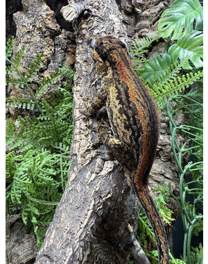  Gargoyle Gecko (Red Stripe)