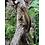 Gargoyle Gecko (Red Stripe)