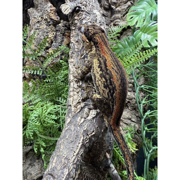 1.0 Gargoyle Gecko (Red Stripe)