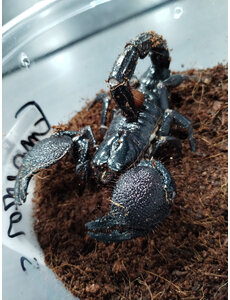  Emperor Scorpion