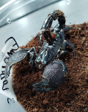  Emperor Scorpion (ENCLOSURE NOT INCLUDED)