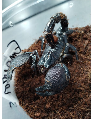  Emperor Scorpion (ENCLOSURE NOT INCLUDED)