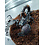 Emperor Scorpion