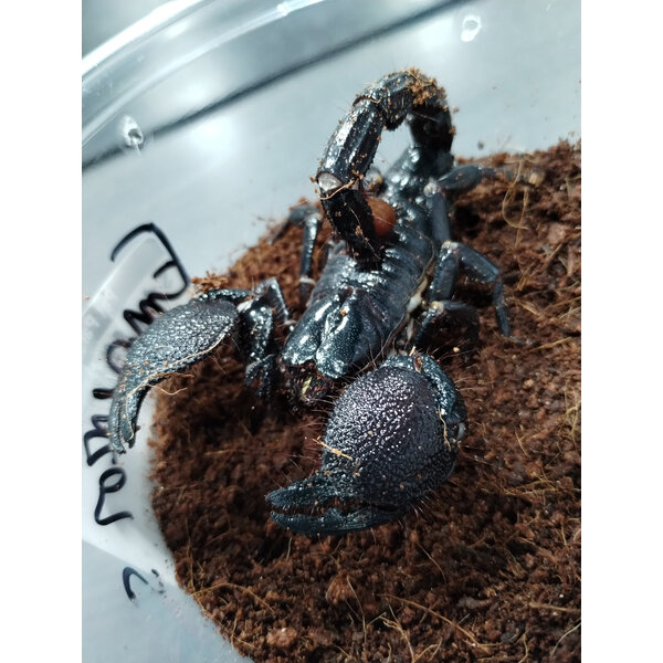 Emperor Scorpion