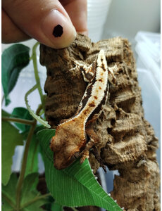  Lilly White Crested Gecko - Dropped Tail