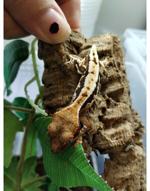  Lilly White Crested Gecko - Dropped Tail