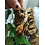 Lilly White Crested Gecko - Dropped Tail