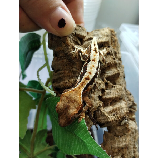 Lilly White Crested Gecko - Dropped Tail