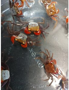 Vampire Crabs