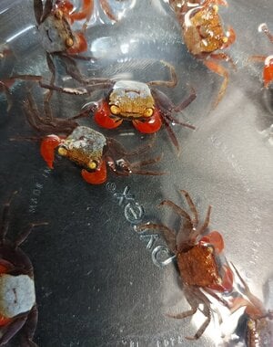  Vampire Crabs