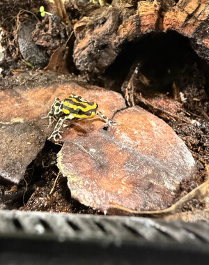 Ranitomeya Sirensis