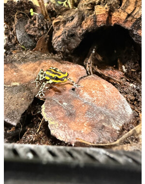  Ranitomeya Sirensis