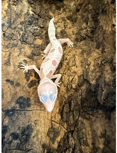  Mack Snow Albino Leopard Gecko