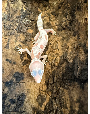  Mack Snow Albino Leopard Gecko