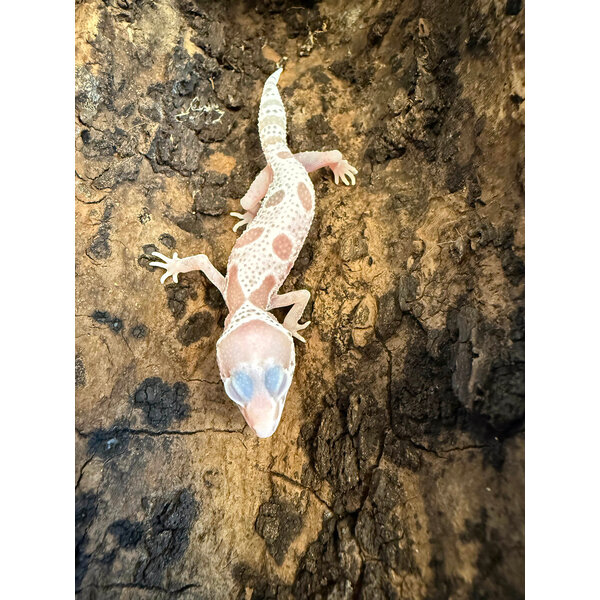 Mack Snow Albino Leopard Gecko