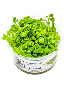 Tropica Tropica 1-2 -Grow ! Hygrophila Serpyllum