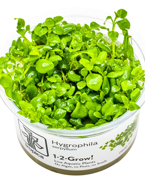 Tropica Tropica 1-2 -Grow ! Hygrophila Serpyllum
